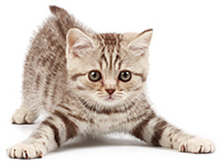 Cat Insurance | Nationwide Cat and Kitten Insurance Plans